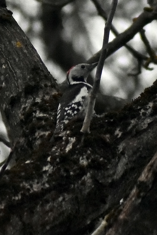 Middle spotted woodpecker