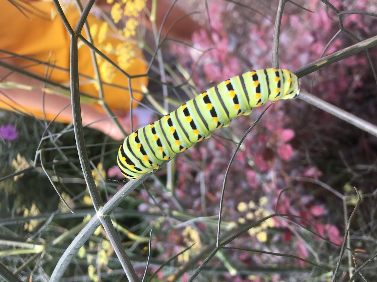 Black Swallowtail Caterpillar