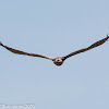 Short-toed Eagle; Aguila Culebrera