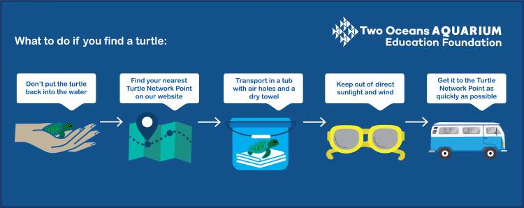 The public can help rescue turtles by following these steps.