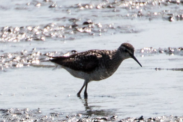 Curlew Sandpiper; Correlimos Zarapitin