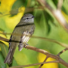 Piolhinho(Planalto Tyrannulet)