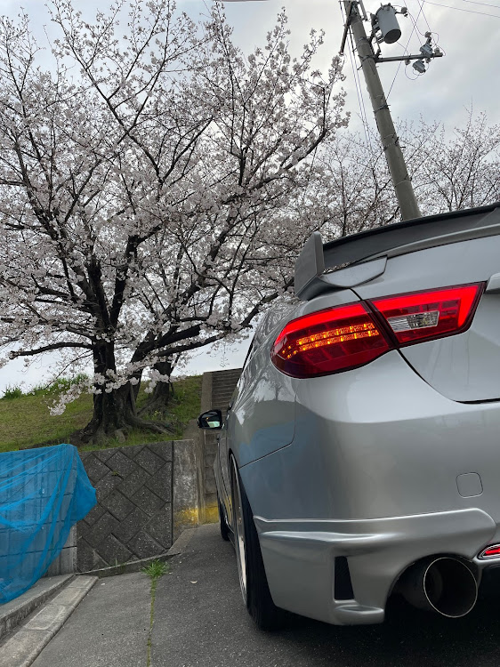 マークXの桜・ドライブ・春ですね・黒バンパー・サクラと愛車に関するカスタム事例の投稿画像2枚目