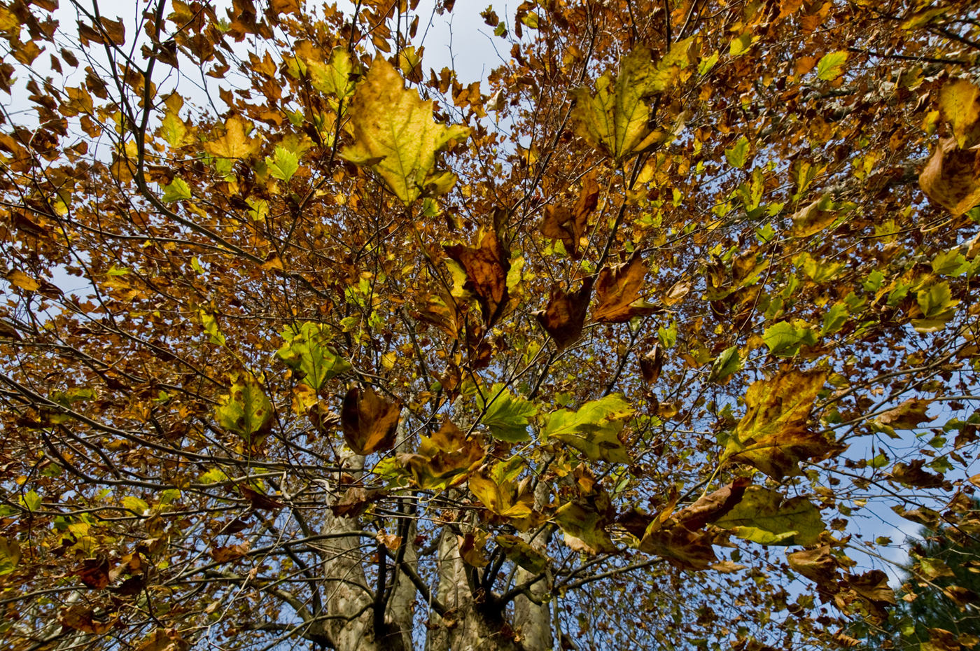 Autunno sulle foglie di Croatti Carlo