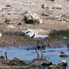 Kentish Plover; Chorlitejo Patinegro