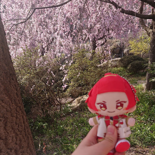 舞桜