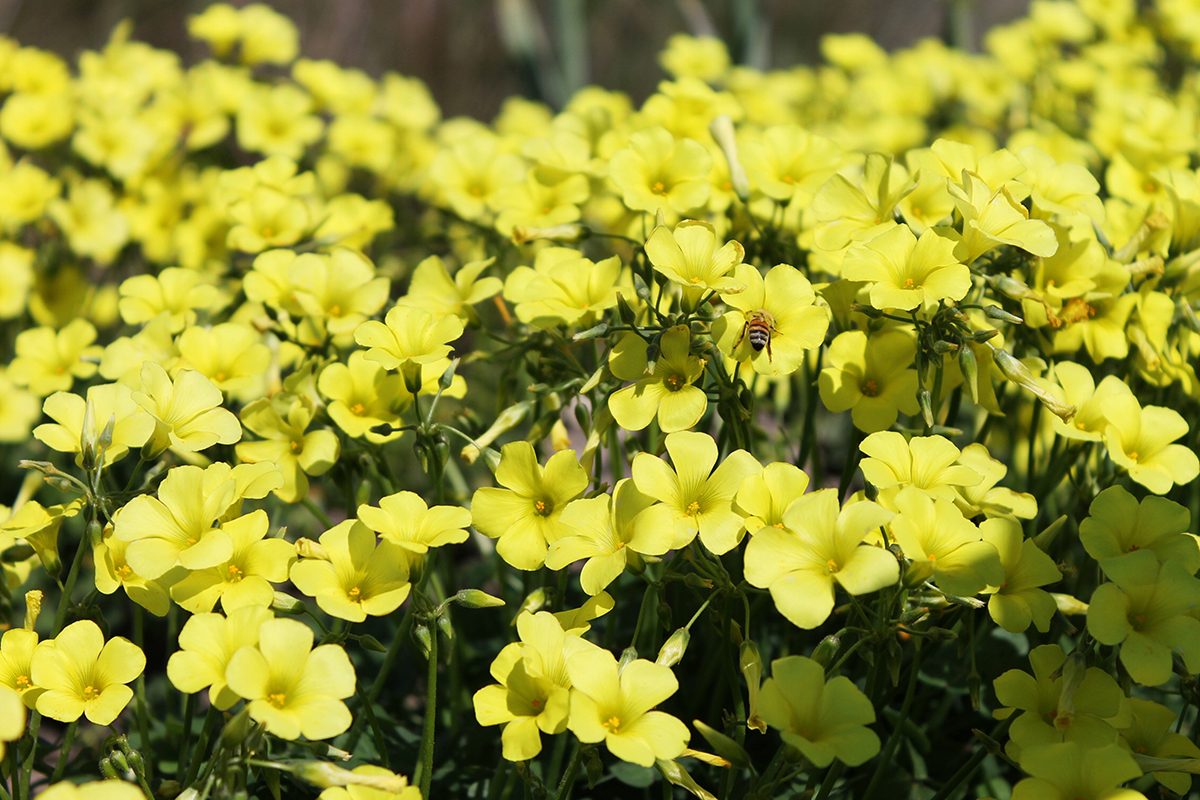 giallo...primavera! di tiziana.borzi