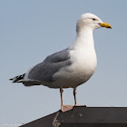 Herring Gull