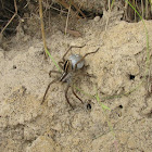 Rabid Wolf Spider