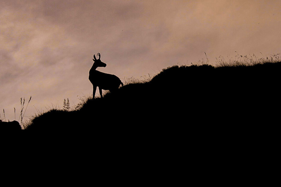 Il camoscio e la sua casa di claudio_busatto