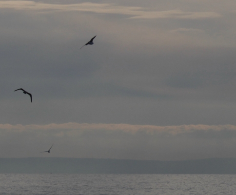 In volo di Splend_Ella