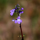 Canada Toadflax