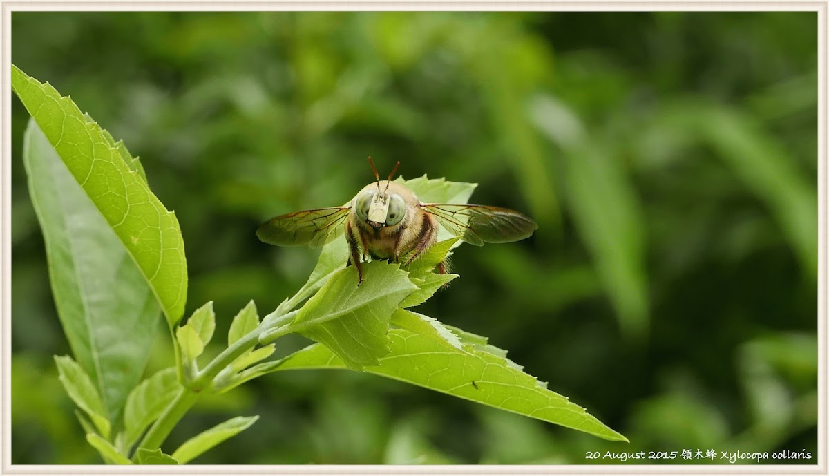 Xylocopa collaris 領木蜂