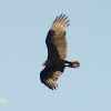 Turkey Vulture