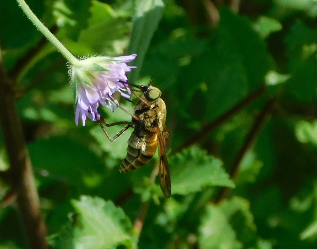 Bee Fly