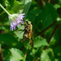 Bee Fly