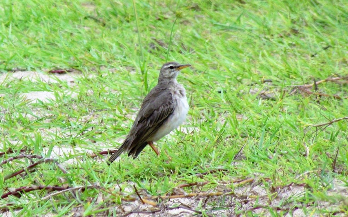 Long-legged Pipit