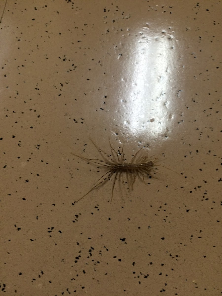 house centipede