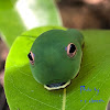 Spicebush swallowtail