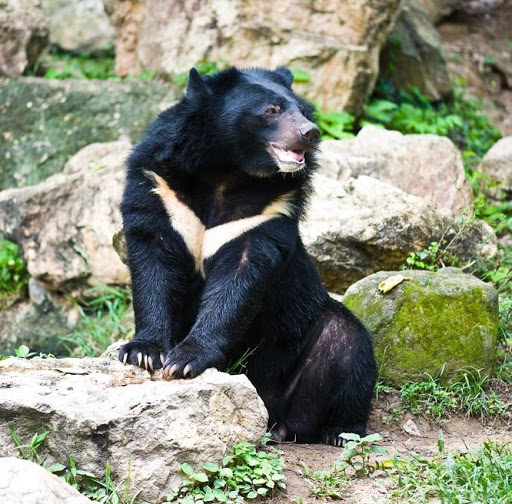 Asiatic Black Bear Wallpaper