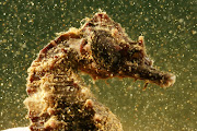 A seahorse is seen during a dive near the village of Stratoni near Chalkidiki, Greece on September 23 2016. 