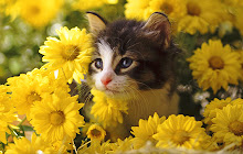 Cute Cats HD Wallpaper New Tab small promo image