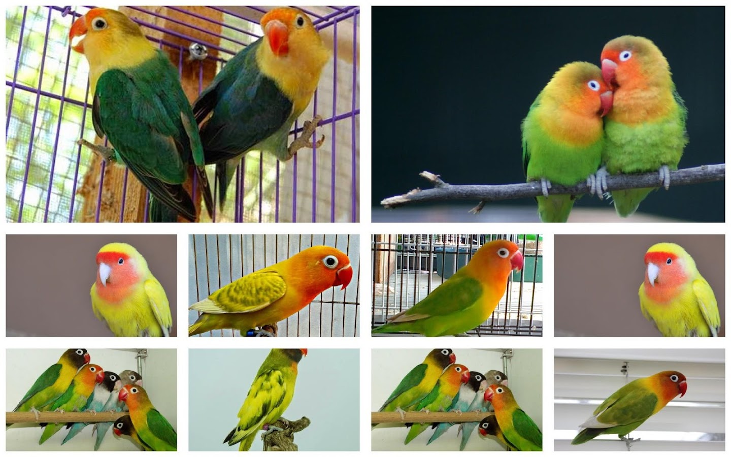 LoveBird Birds Chirp Android Apps On Google Play
