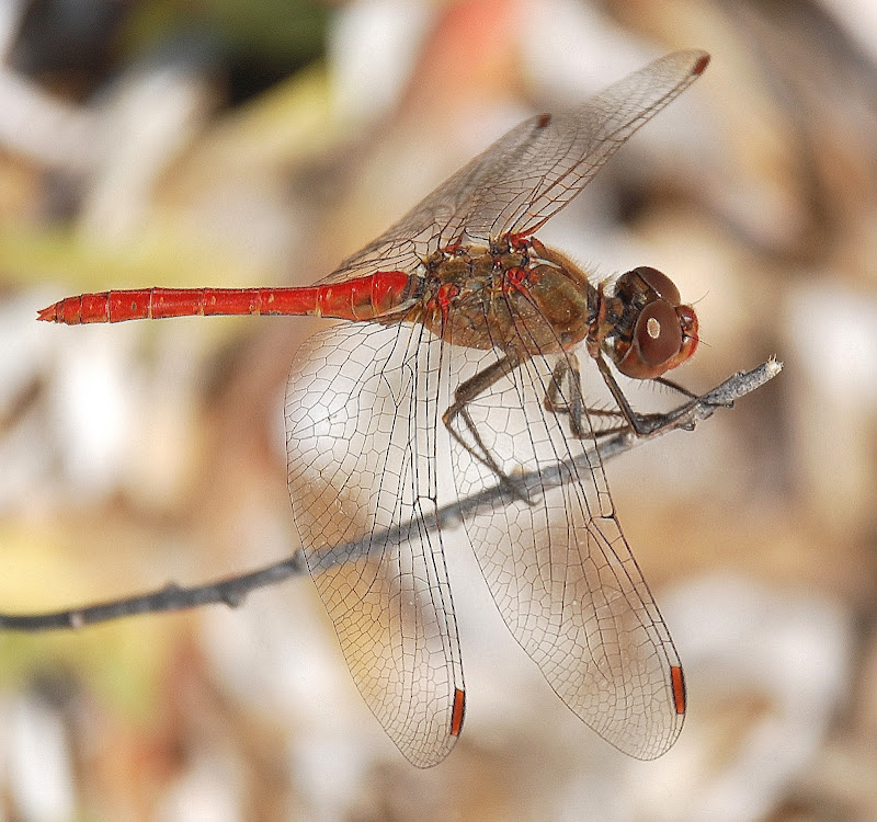 La Libellula di Luciano Fontebasso