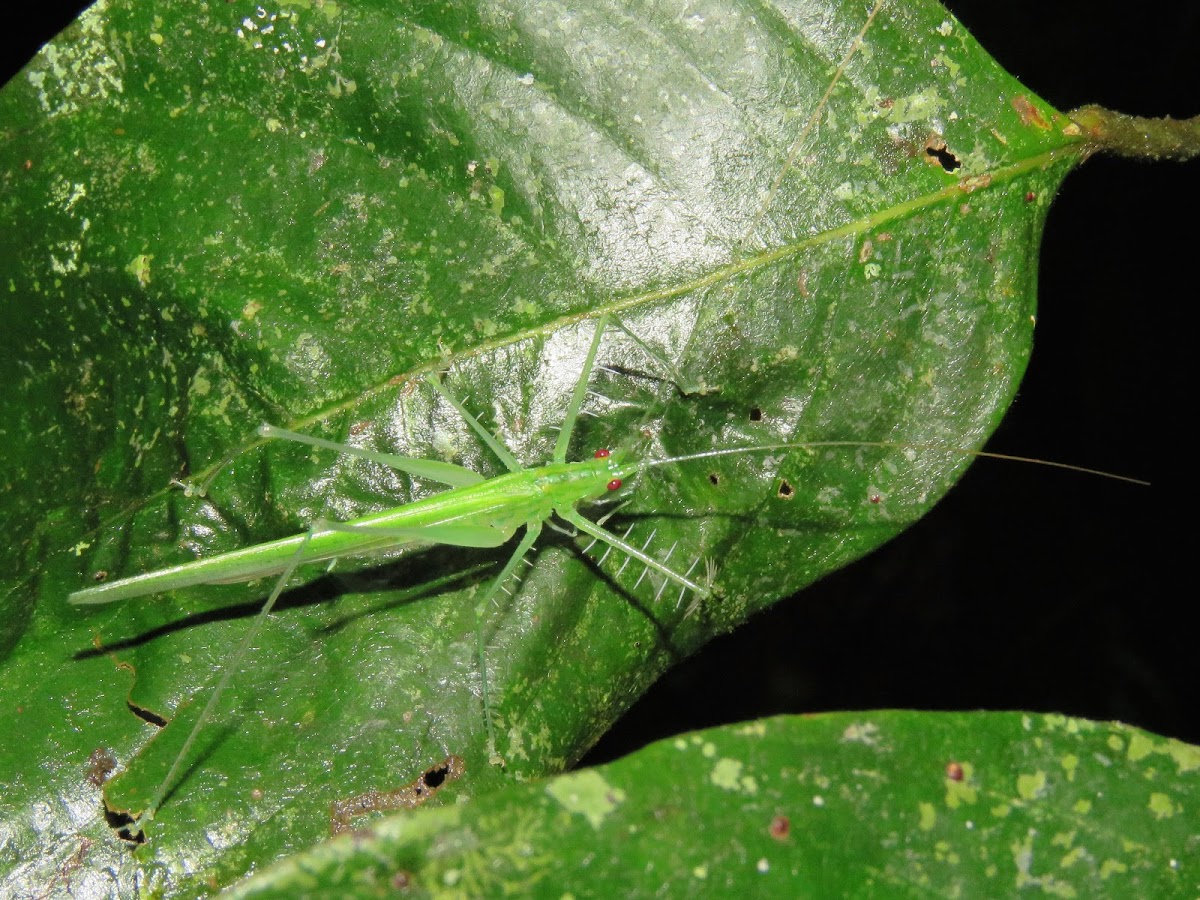 Katydid