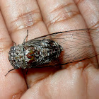 Cicada