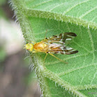 Sunflower Maggot