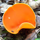The orange peel fungus