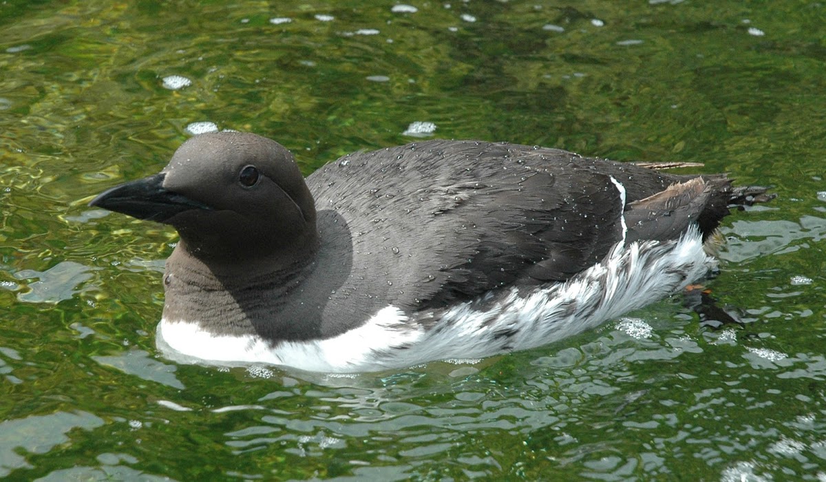 Common murre