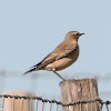 Wheatear