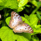 White Peacock Butterfly