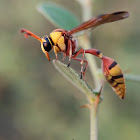 Potter wasp