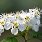 Common hawthorn; Espino albar