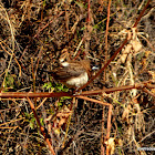 White-rumped munia