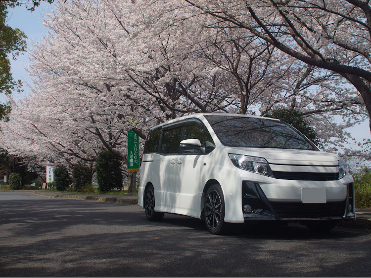 ノアの桜とコラボ・桜と愛車に関するカスタム事例の投稿画像1枚目