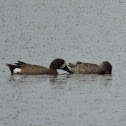 Blue-winged teal