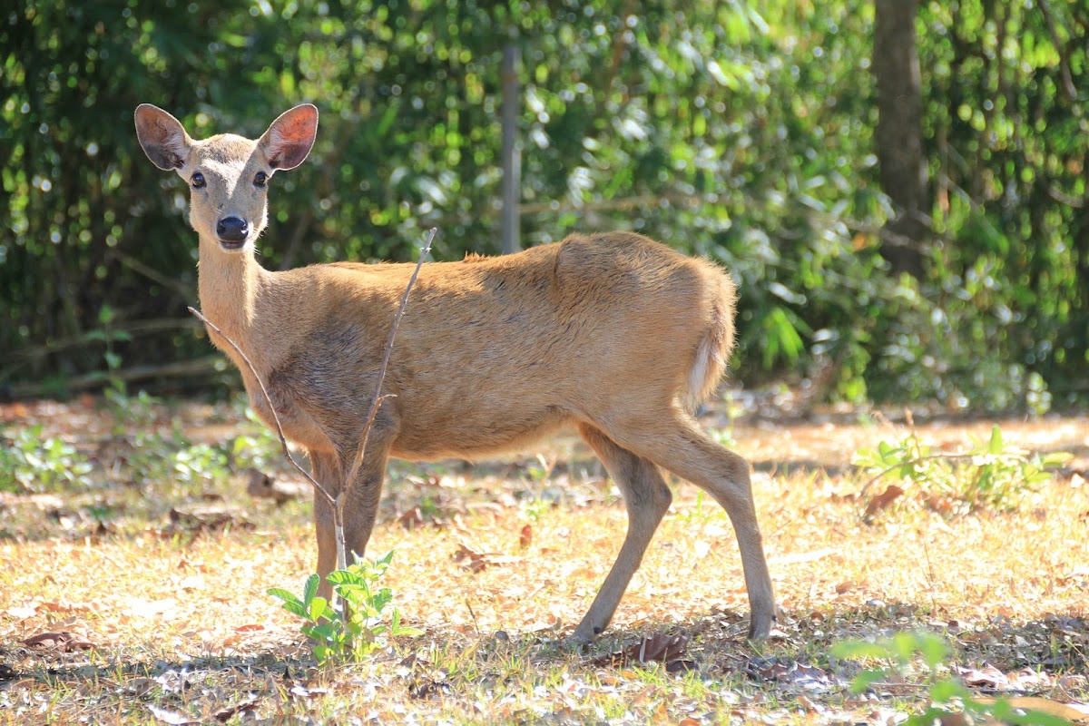 Calamian deer