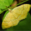 Yellow shell