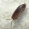 Pill bug