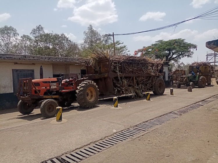 Canes delivered at Chemelil Sugar Company in Kisumu county for crushing.