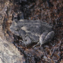 Fowler's Toad