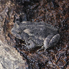 Fowler's Toad