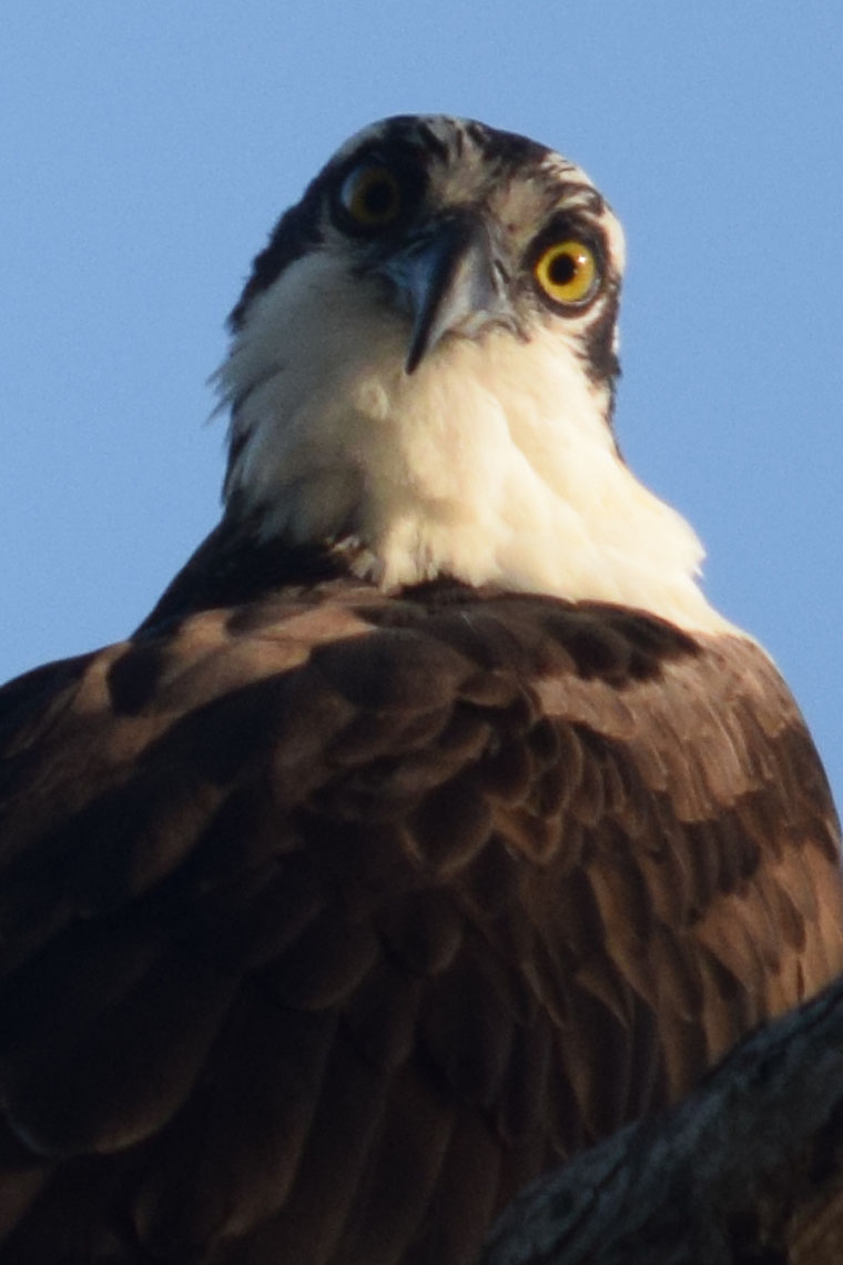 Osprey