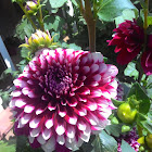 Dahlia