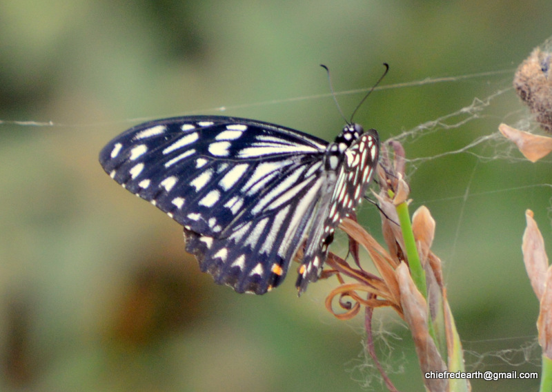 Common Mime