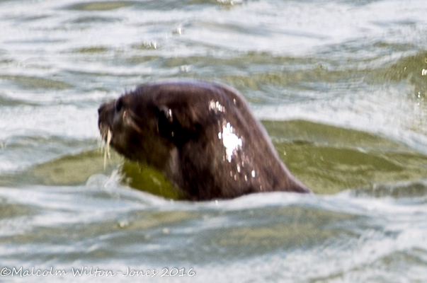 Smooth Otter